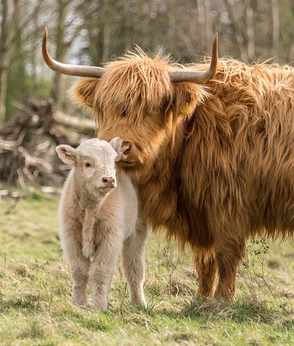 Liefde bij een Schotse Hooglander met een blond kalfje