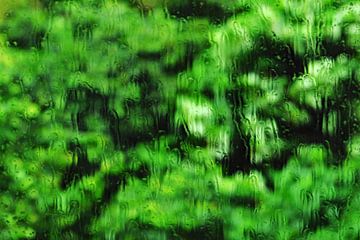Rainy greens: Uitzicht in de jungle van images4nature by Eckart Mayer Photography