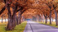 Romantische herfst achtige bomenlaan.