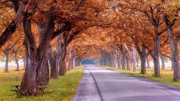 Romantische herfst achtige bomenlaan. van Marcel Kieffer