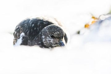 Stonechat in the snow by Danny Slijfer Natuurfotografie