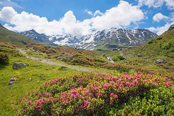 Alpenrozen in Dürrboden Dischmatal Davos Zwitserse Alpen van SusaZoom