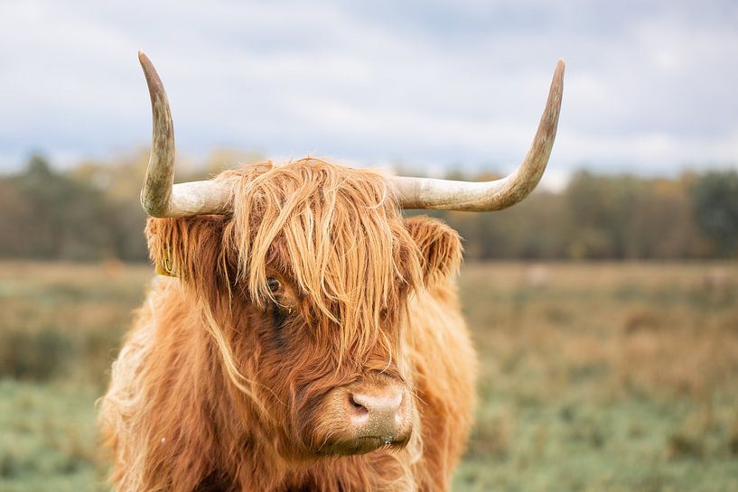 Scottish highlander, portrait, tough by M. B. fotografie