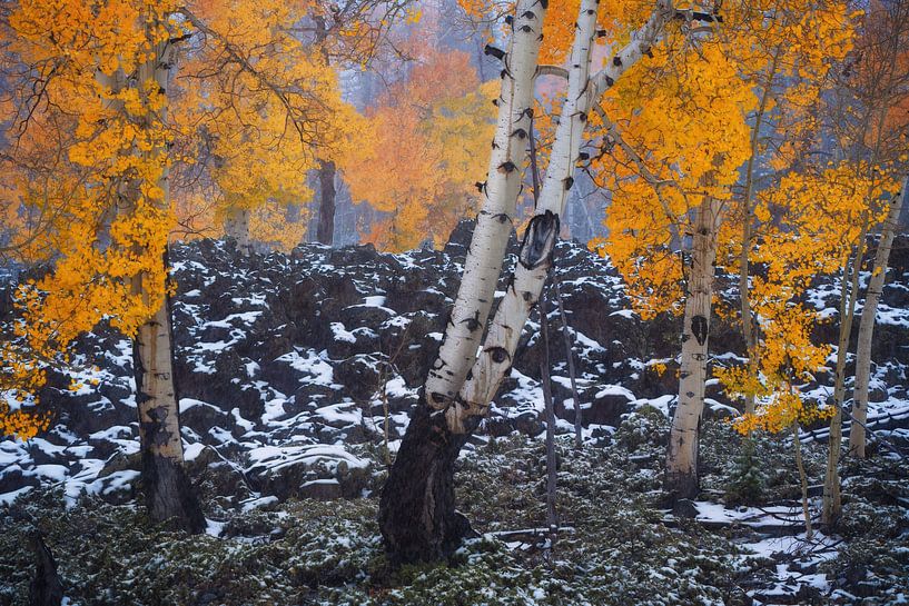 L'automne rencontre l'hiver dans l'Utah II par Martin Podt