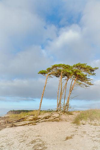 Bomen gevormd door de wind op het strand van de Baltische Zee.
