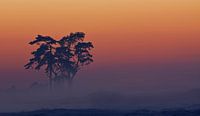 Veluwe-Sonnenuntergang von Marcel van Balkom Miniaturansicht