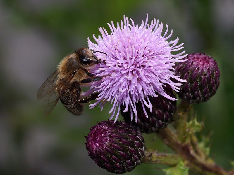 Biene auf einer purpurfarbene Blume von Edwin Butter