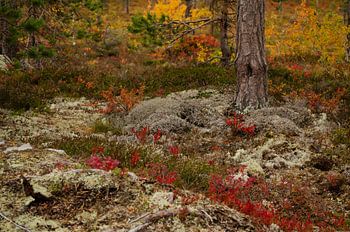 Fulufjället-Nationalpark in Schweden