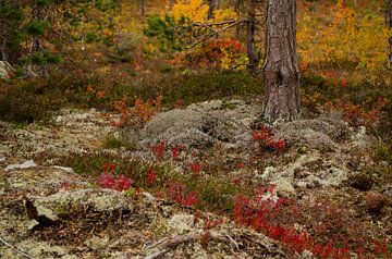 Fulufjället National Park in Zweden van Corrie Post