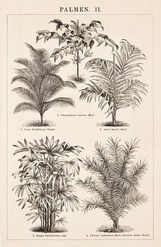 Botanischer Vintage-Druck Palmen II von Studio Wunderkammer