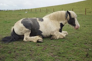 Horse in a pasture in Ireland by Babetts Bildergalerie