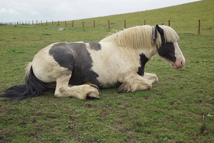 Pferd auf einer Weide in Irland von Babetts Bildergalerie