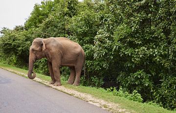Olifant aan de kant van de weg. van Dilani Butink