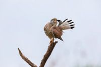Posing Kestrel