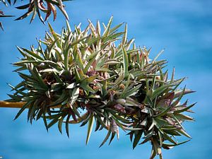 Aloe-Vera-Zweig mit dem blauen Meer als Hintergrund.