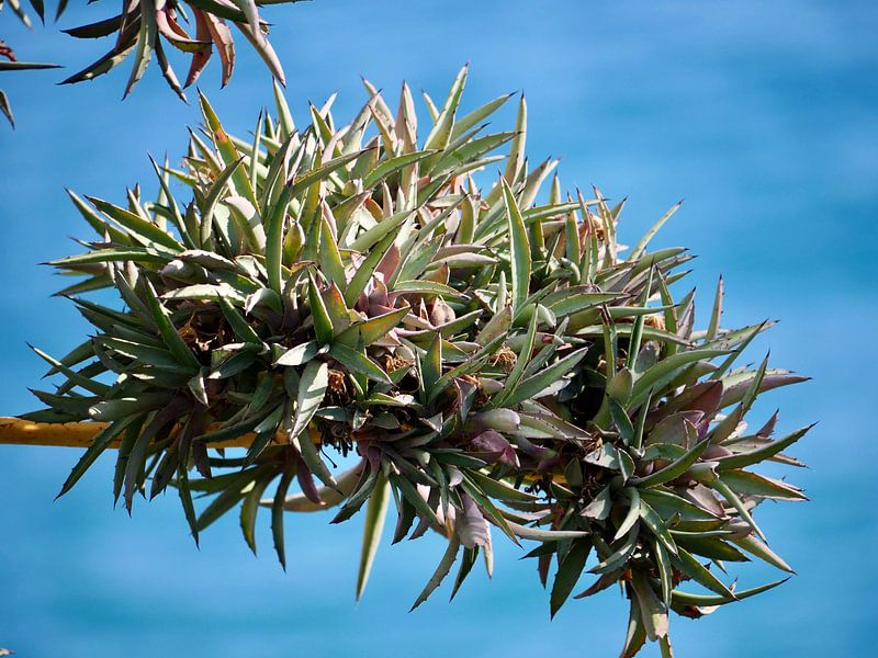 Branche d'aloe vera avec la mer bleue en arrière-plan. par Judith van Wijk