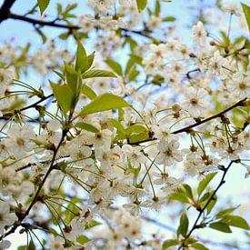 Witte bloemen aan het begin van de lente von Vera Boels