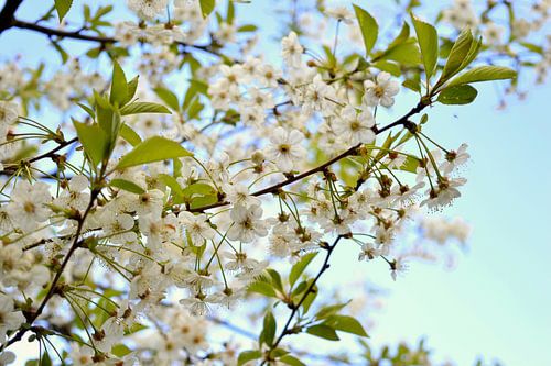 Witte bloemen aan het begin van de lente