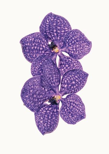 Rariteitenkabinet_Bloemen_07