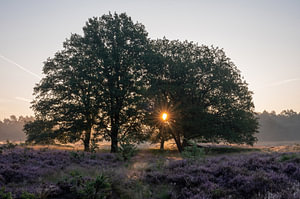Wolfhezer Heide Teil 14