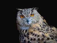 De oehoe, de grootste uil. Indrukwekkend!