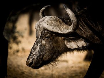 Buffalo in Africa by Omega Fotografie