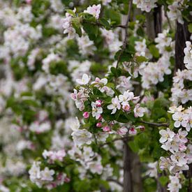 Blossom by Joos fotoos