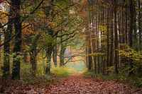 Dream Forest