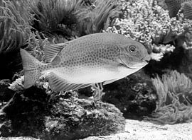 Rabbitfish