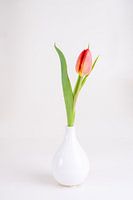 Red tulip in white vase