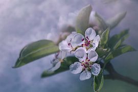 Blüte von Heidi van den Bogaard