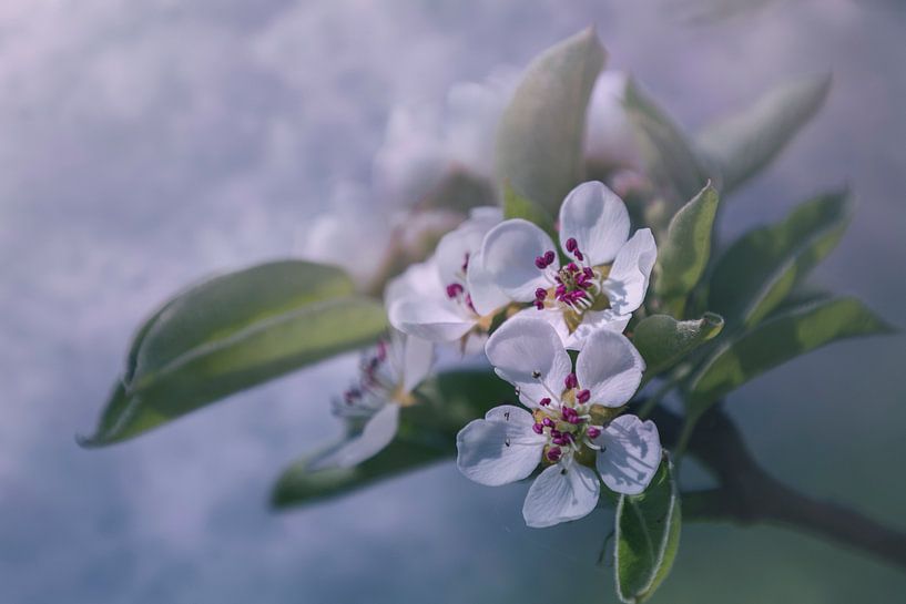Blossom by Heidi van den Bogaard