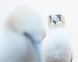 Jan van Gent von Elles Rijsdijk