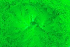 Lettuce leaves arranged in a circle.