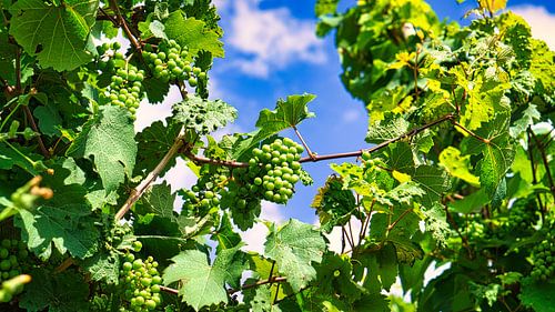 Druiven in rijke kleuren. De wijnstokken met de druiven zijn rijp.
