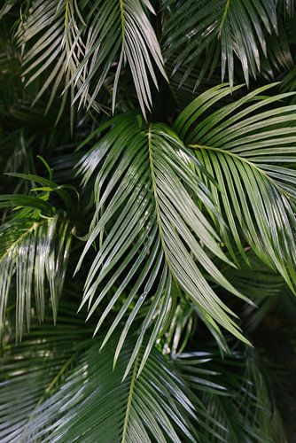 Grüne Palmblätter | Palme | Italien | Botanischer Garten