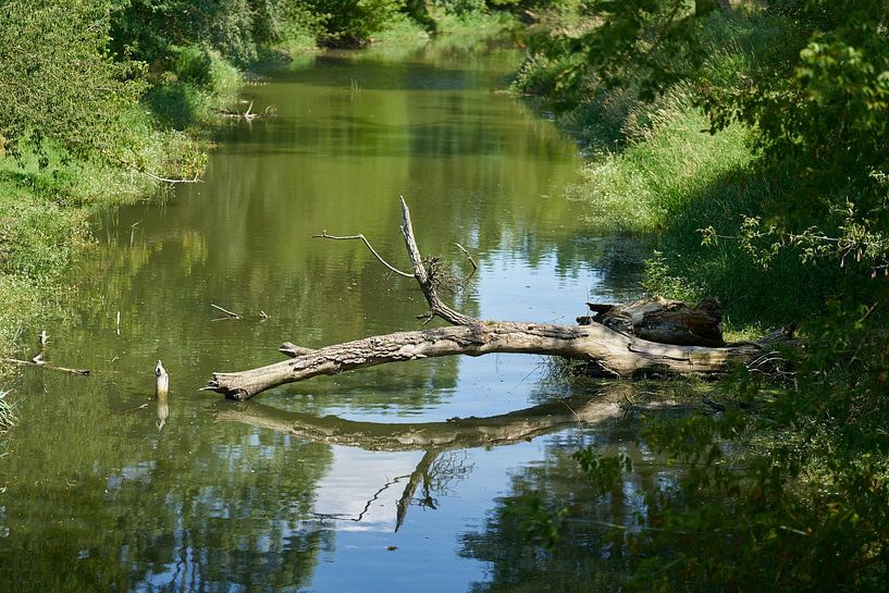 Tree trunk in the river by Heiko Kueverling