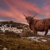 bruine galloway-koe bij zonsondergang in winterlandschap in Holland van ChrisWillemsen