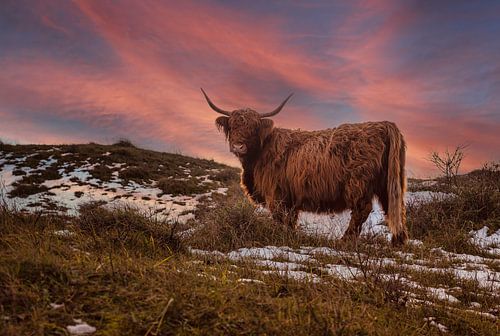 bruine galloway-koe bij zonsondergang in winterlandschap in Holland