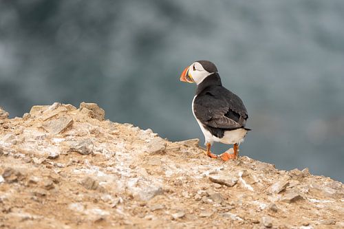 A puffin on a rock