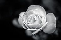 Roos in zwart / wit van Michiel ter Elst thumbnail