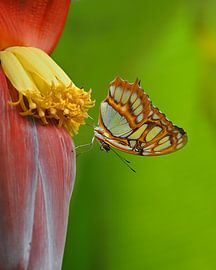 Butterfly on a banana plant by BHotography