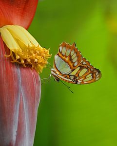 Schmetterling auf einer Bananenstaude