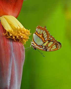 Vlinder op een bananenplant