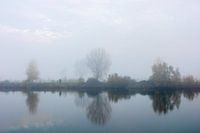 three trees in the fog.
