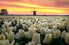 Holländische Tulpe Sonnenaufgang von Costas Ganasos Miniaturansicht