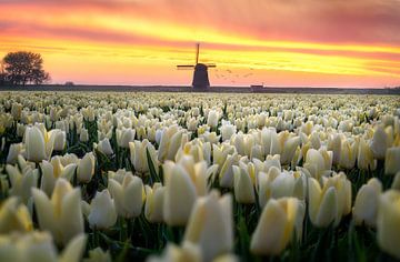 Lever de soleil sur les tulipes néerlandaises