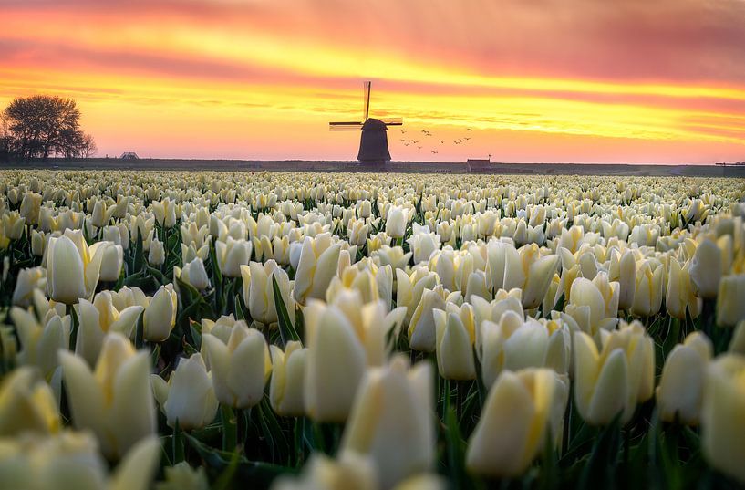 Holländische Tulpe Sonnenaufgang von Costas Ganasos