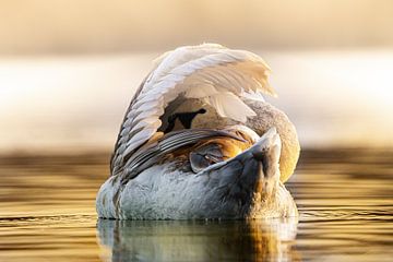 Mute swan by bryan van willigen