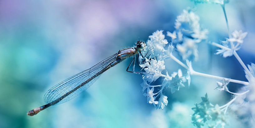 Dragonfly by Violetta Honkisz
